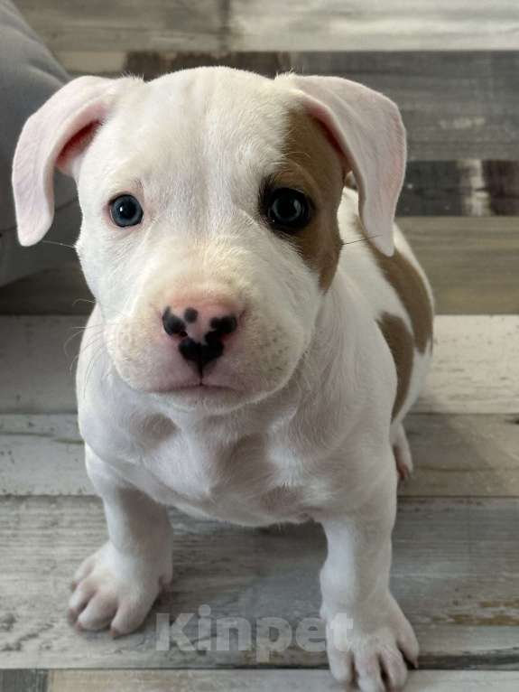 Собаки в Екатеринбурге: Американский стафордширский терьер щенок  Мальчик, 25 000 руб. - фото 3