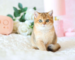 Кошки в Владивостоке: Очаровательная британская девочка Девочка, 60 000 руб. - фото 5