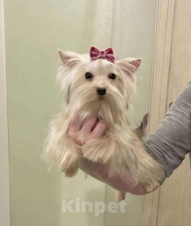 Собаки в Москве: Золотой йорк мини девочка подрощенная Девочка, 80 000 руб. - фото 3