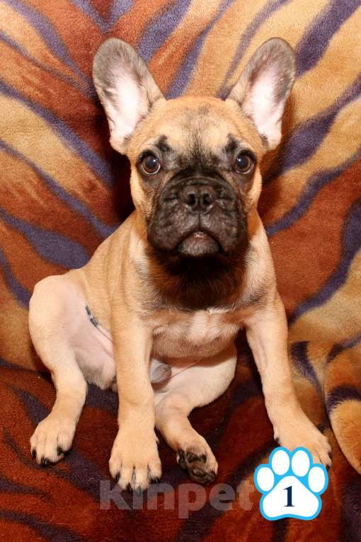 Собаки в Липецке: Французский бульдог. Щенки "соболиного окраса" Мальчик, 80 000 руб. - фото 2