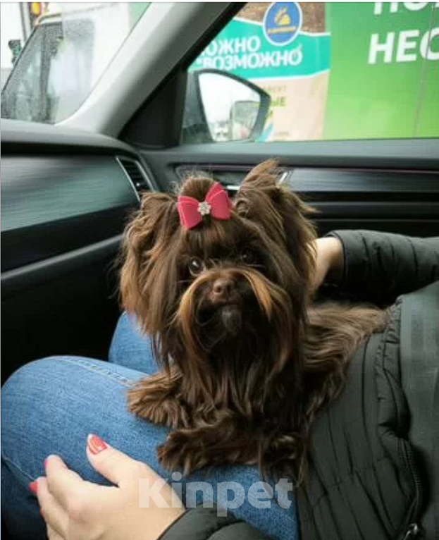 Собаки в Санкт-Петербурге: Йоркширский терьер Девочка, 40 000 руб. - фото 4