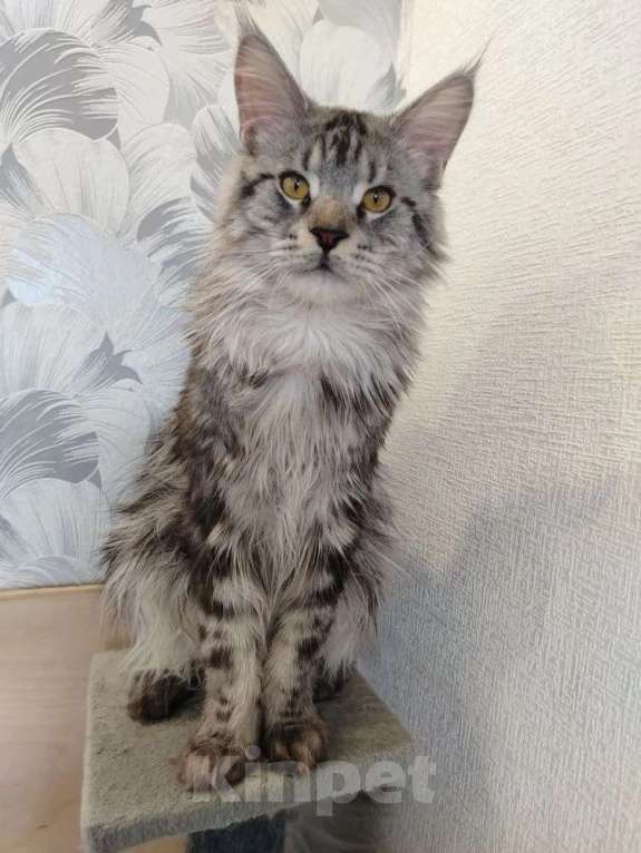 Кошки в Усть-Катающем: котята Мeйн-кун. Разнополые, Бесплатно - фото 5