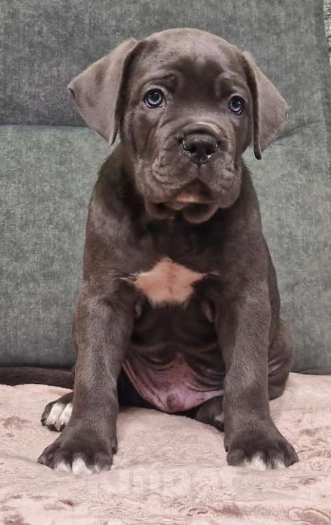 Собаки в других городах Краснодарского края: Мальчик кане корсо Мальчик, 50 000 руб. - фото 2