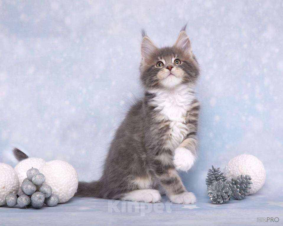 Кошки в Новосибирске: Продам кота породы Мейнкун  Мальчик, 45 000 руб. - фото 2