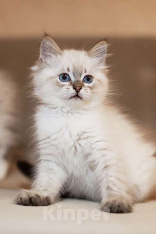 Кошки в Санкт-Петербурге: невский маскарадный котенок Мальчик, 60 000 руб. - фото 7