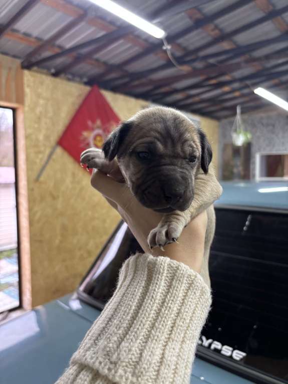 Собаки в Белгороде: Щенки в добрые руки Девочка, Бесплатно - фото 6