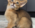 Кошки в других городах Московской области: Абиссинский котик  Мальчик, 75 000 руб. - фото 7