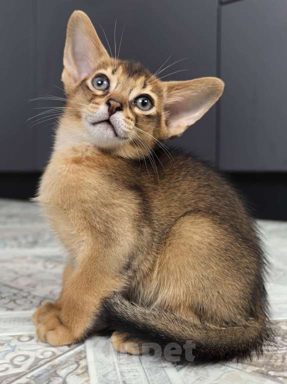 Кошки в других городах Московской области: Абиссинский котик  Мальчик, 75 000 руб. - фото 7