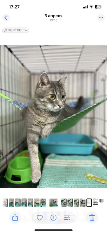 Кошки в Москве: Котик с золотисто-зелеными глазами ищет ма и па Мальчик, 100 руб. - фото 4