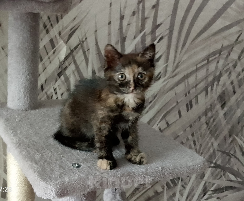 Кошки в Москве: Котёнок черепахового окраса Девочка, Бесплатно - фото 2