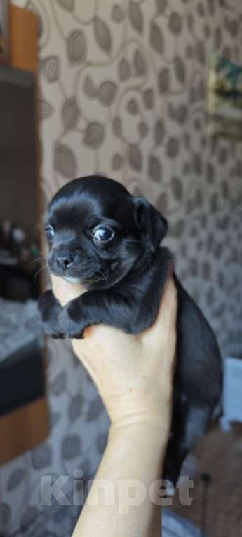 Собаки в Ростове-на-Дону: Длинношёрстная девочка Девочка, 25 000 руб. - фото 3