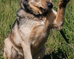 Собаки в Химках: Невероятный Зорро Мальчик, Бесплатно - фото 3