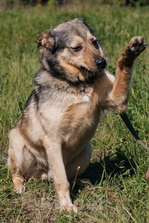 Собаки в Химках: Невероятный Зорро Мальчик, Бесплатно - фото 3