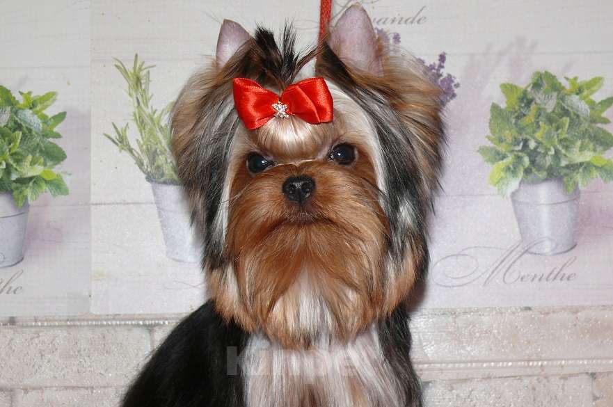 Собаки в Королеве: Йорк девочка, Девочка, 85 000 руб. - фото 7