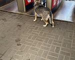 Собаки в Видном: Порода собаки не верная, собака ходит по платформе Расторгуево, Видное, ищет хозяина Девочка, 1 руб. - фото 3