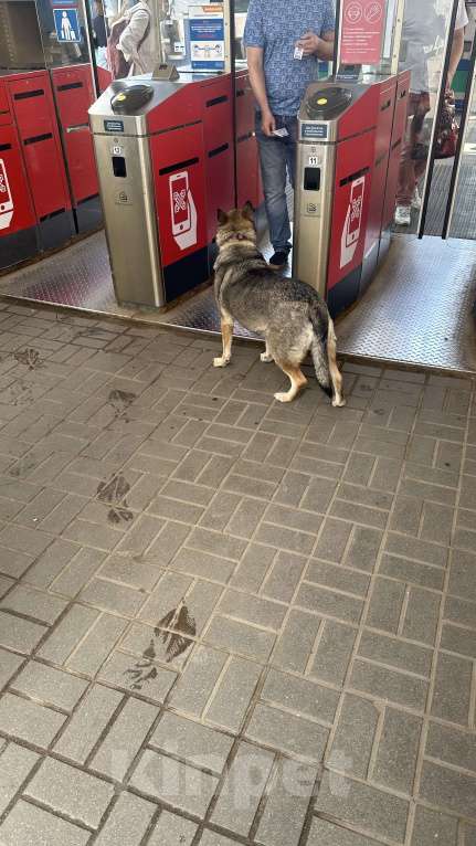 Собаки в Видном: Порода собаки не верная, собака ходит по платформе Расторгуево, Видное, ищет хозяина Девочка, 1 руб. - фото 3