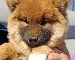 Собаки в Дмитрове: щенки сиба Мальчик, 50 000 руб. - фото 2