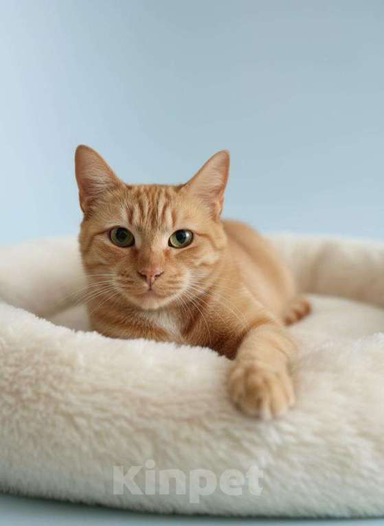 Кошки в Москве: Кошка Рыжка ищет дом Девочка, 10 руб. - фото 10