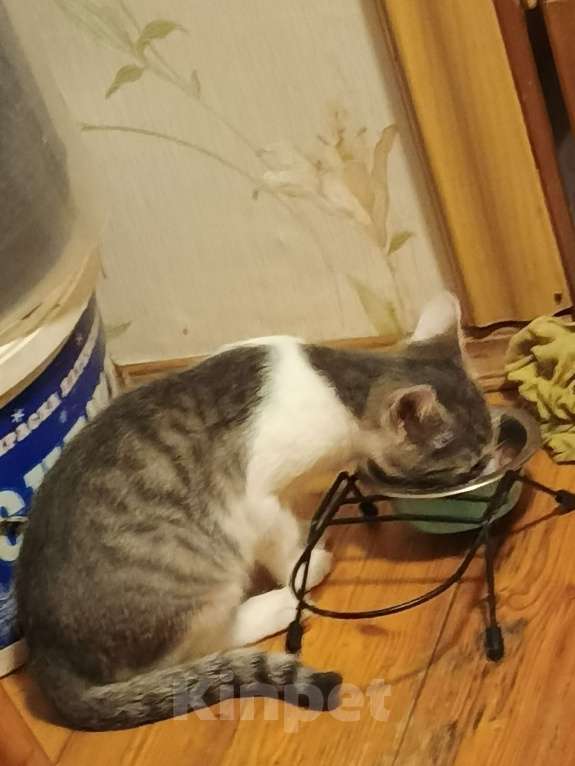 Кошки в других городах Московской области: Придурковатая куколка Девочка, Бесплатно - фото 1