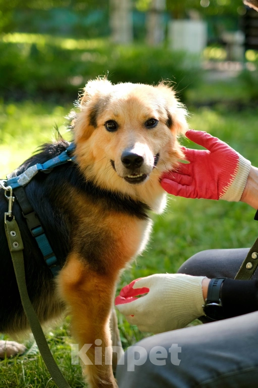Собаки в Санкт-Петербурге: Собака из приюта: пушистая Келли Девочка, Бесплатно - фото 7