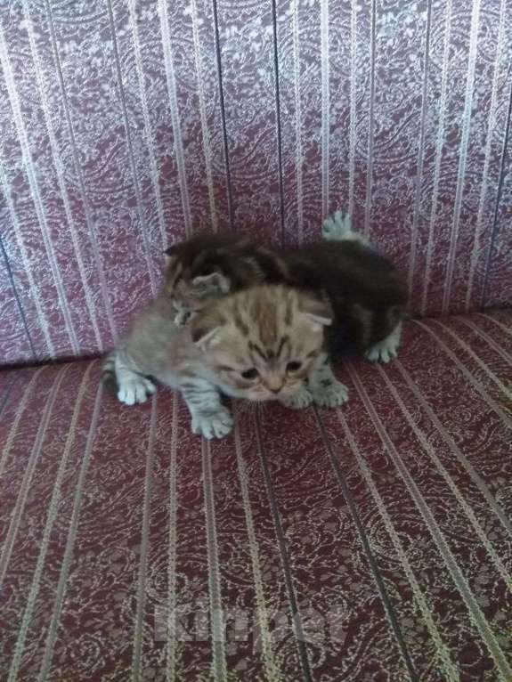 Кошки в Бородино: Скоттиш-фолд Девочка, 2 500 руб. - фото 2
