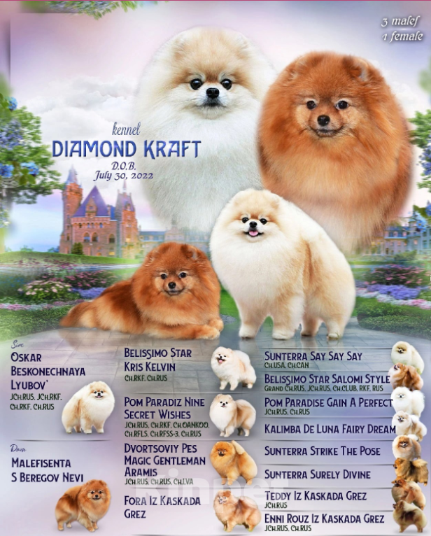 Собаки в Санкт-Петербурге: Кобель померанского шпица Мальчик, 1 руб. - фото 3