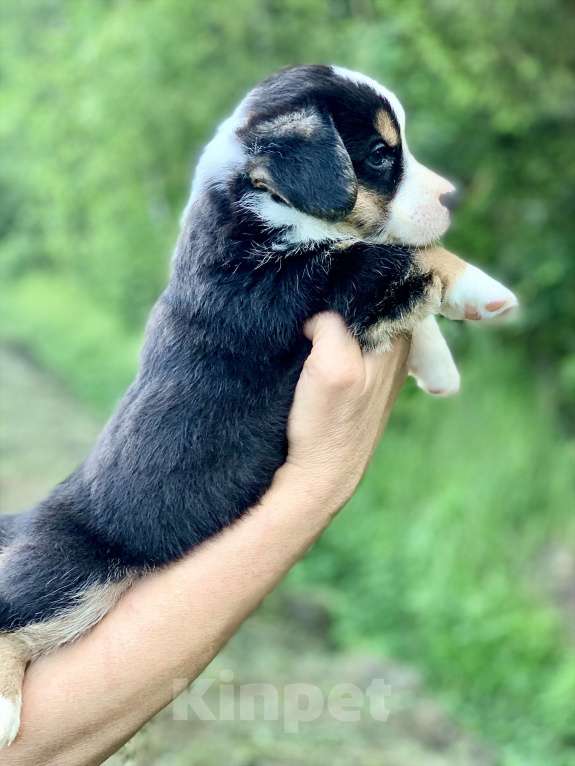 Собаки в Москве: Красивый триколорный мальчик с рыжими отметинами Мальчик, 50 000 руб. - фото 3