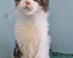 Кошки в Самаре: Котенок породы Мейн-кун, MCO male Lord, color n 03 22 Мальчик, 35 000 руб. - фото 3