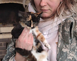 Кошки в Мытищах: Хеппи 3 мес ищет дом Девочка, Бесплатно - фото 5