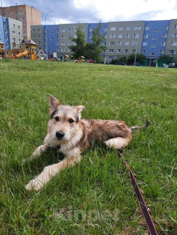 Собаки в Москве: Щенку некуда идти. Срочно нужен дом Мальчик, Бесплатно - фото 2