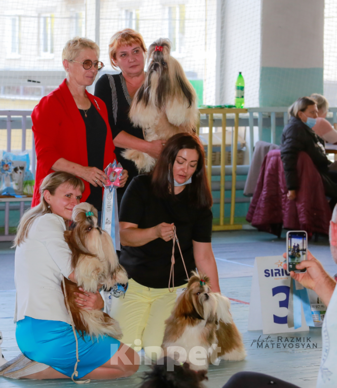 Собаки в Самаре: Взрослая сука Ши -тук  Девочка, Бесплатно - фото 3