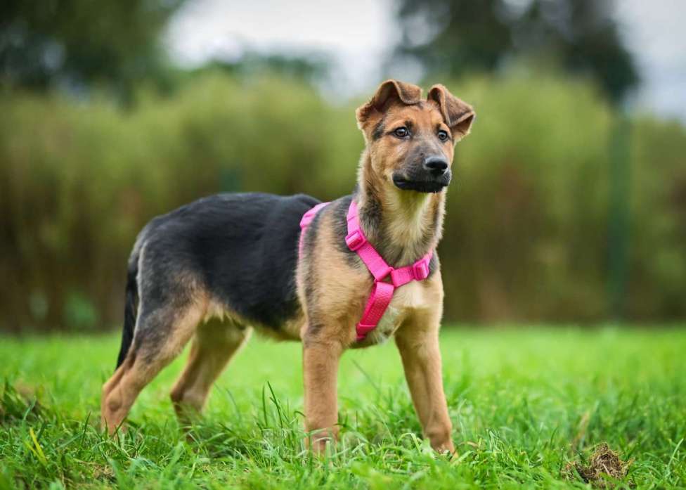 Собаки в других городах Московской области: Тот, кто украдет Ваше сердце:) Мальчик, Бесплатно - фото 1