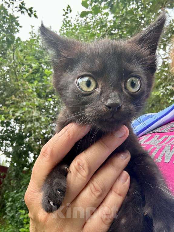 Кошки в Москве: Черный котёнок Вук ищет заботливых хозяев Мальчик, Бесплатно - фото 2