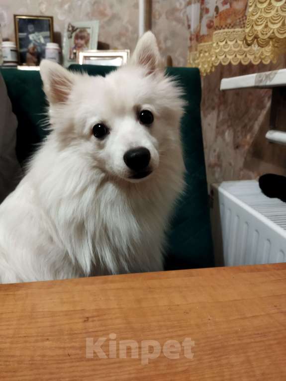 Собаки в Москве: Продаётся японский шпиц Мальчик, 20 000 руб. - фото 2