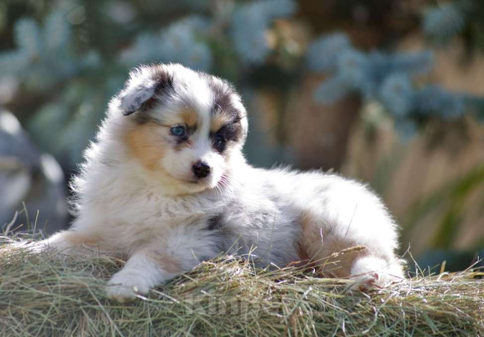 Собаки в Пушкино: Щенки австралийской овчарки  Девочка, 120 000 руб. - фото 2