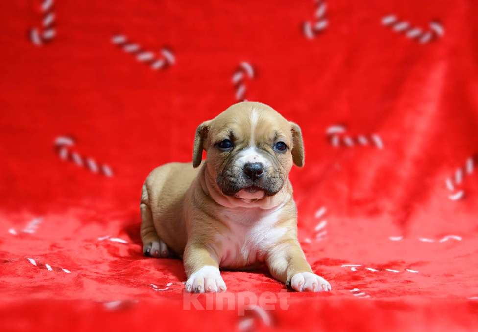 Собаки в Москве: Прекрасная рыжая девочка амстафф Девочка, 60 000 руб. - фото 6