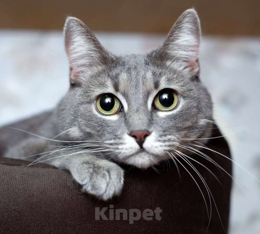 Кошки в Москве: Голубая кошка Мася в добрые руки Девочка, 10 руб. - фото 3