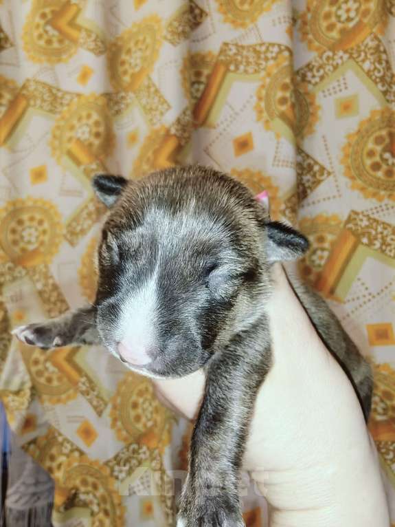 Собаки в Москве: Бультерьер стандартный, щенок Мальчик, Бесплатно - фото 2