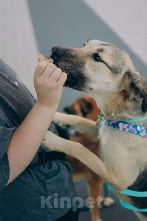 Собаки в Москве: Эсми- девочка противоречие 💕 Девочка, Бесплатно - фото 2
