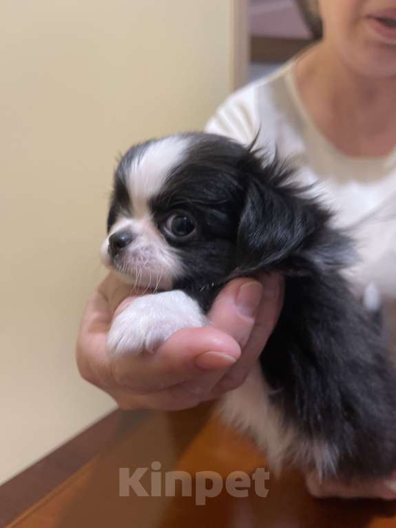 Собаки в других городах Московской области: Чихуахуа клубная девочка Девочка, 75 000 руб. - фото 6