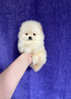 Объявление: Мальчик мини, 30 000 руб., Москва