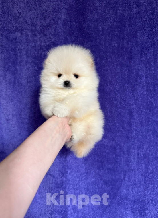 Собаки в Москве: Мальчик мини Мальчик, 30 000 руб. - фото 1