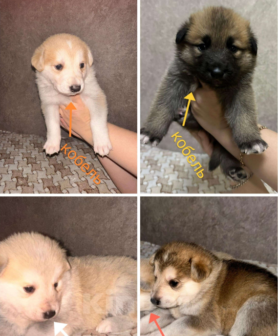 Собаки в Владивостоке: Такие они разные Мальчик, 10 000 руб. - фото 3