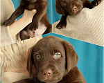 Собаки в Кондрово: Лабрадор ретривер Девочка, Бесплатно - фото 2