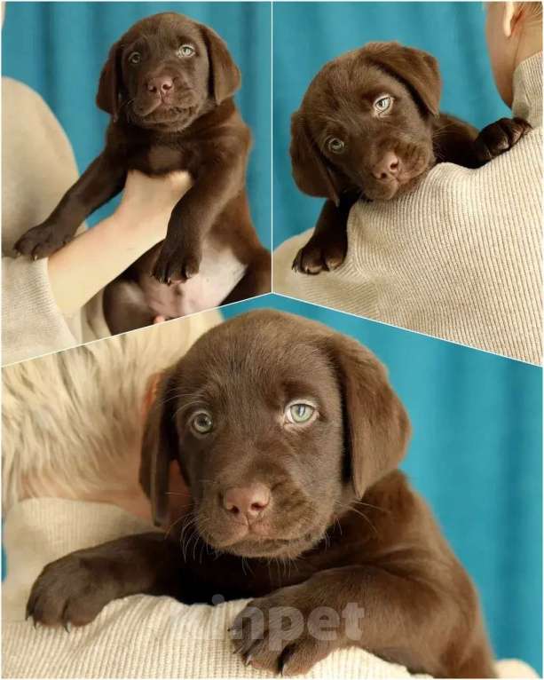 Собаки в Кондрово: Лабрадор ретривер Девочка, Бесплатно - фото 2