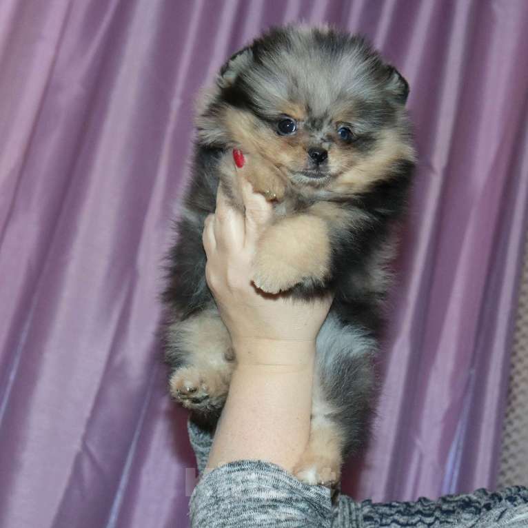 Собаки в Москве: Голубоглазая💎 девочка шпица Девочка, 55 000 руб. - фото 6