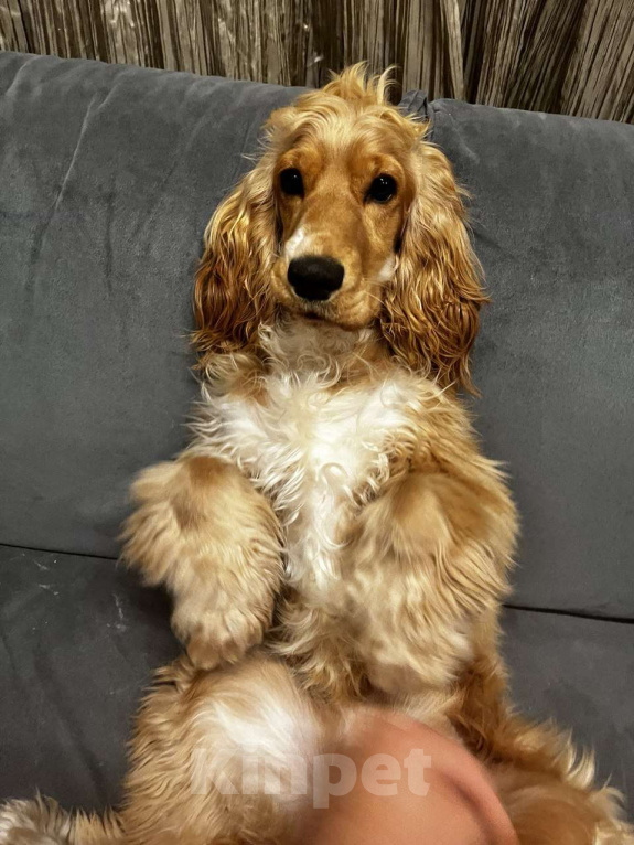 Собаки в Москве: Щенок английский кокер-спаниель ищет новый дом Девочка, 10 000 руб. - фото 3