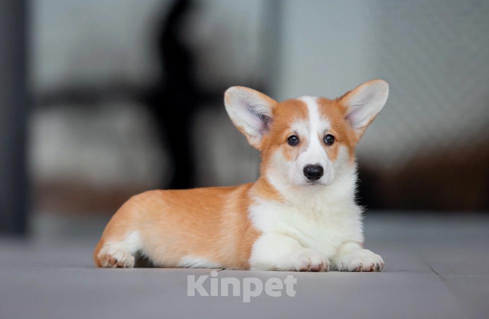 Собаки в Санкт-Петербурге: Рыжий мальчишка Мальчик, 80 000 руб. - фото 5