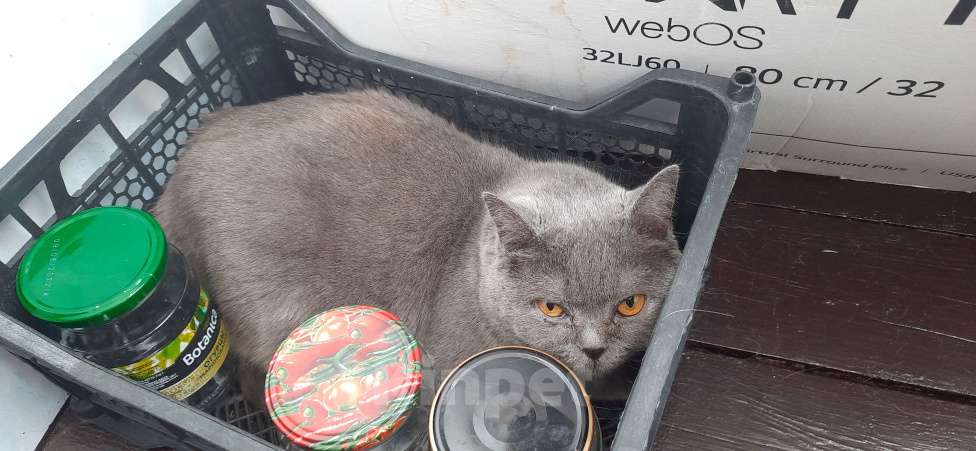 Кошки в Нижнем Новгороде: Пропала кошка в Нижнем Новгороде Девочка, Бесплатно - фото 3