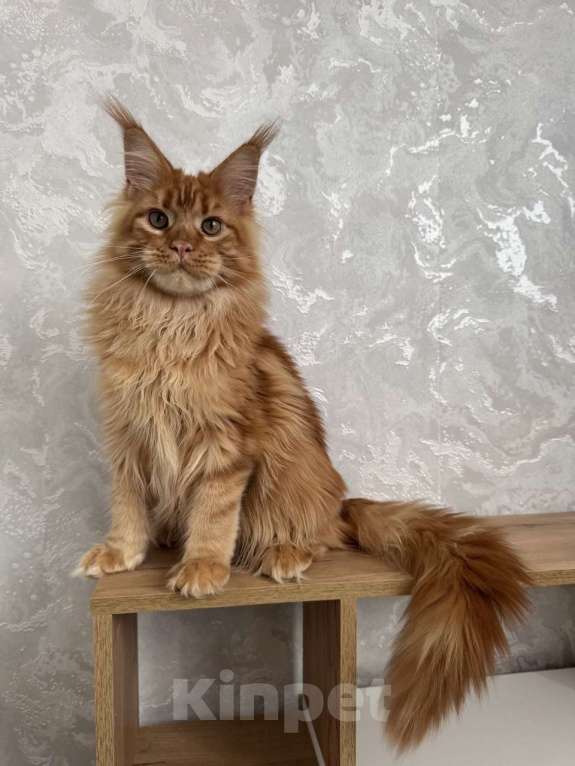 Кошки в Москве: Котёнок мейн-кун Мальчик, 65 000 руб. - фото 5